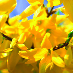 forsythia-1