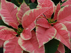 poinsettas_1